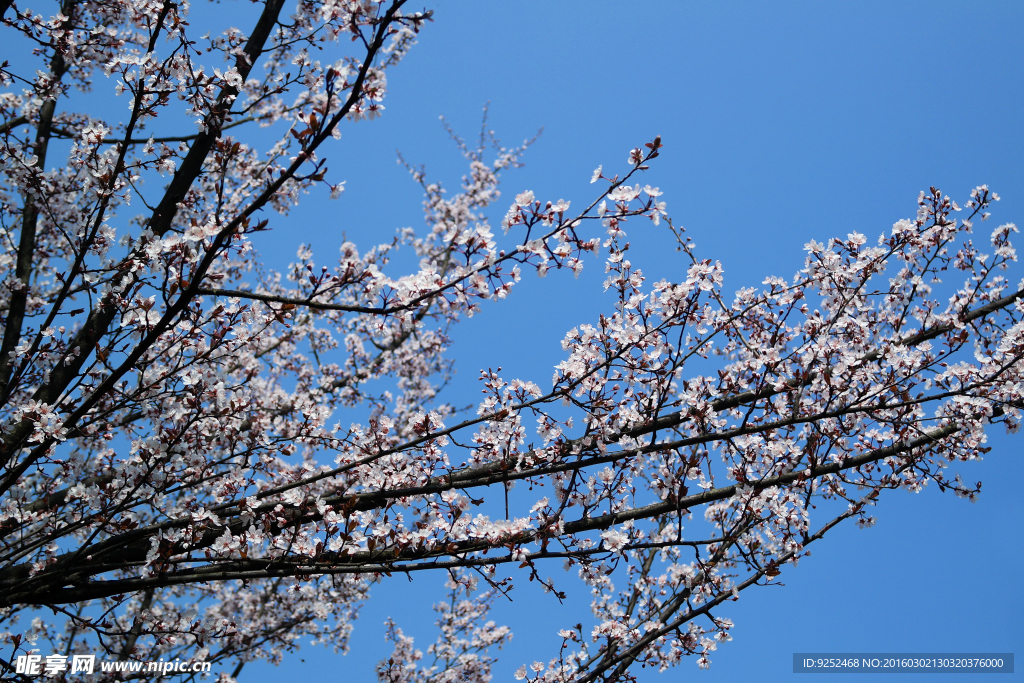 花枝