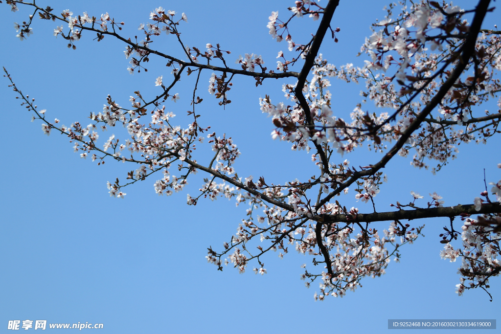 花枝