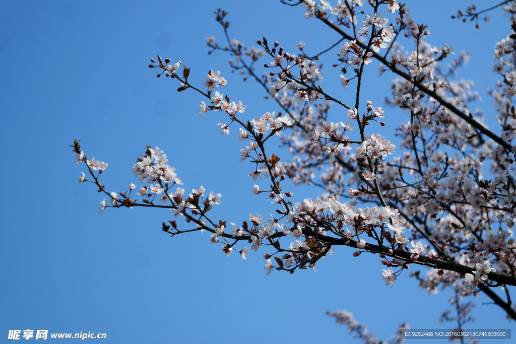 花枝