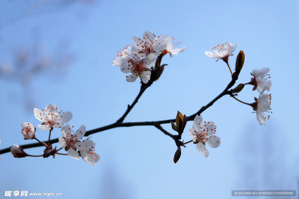 粉樱花