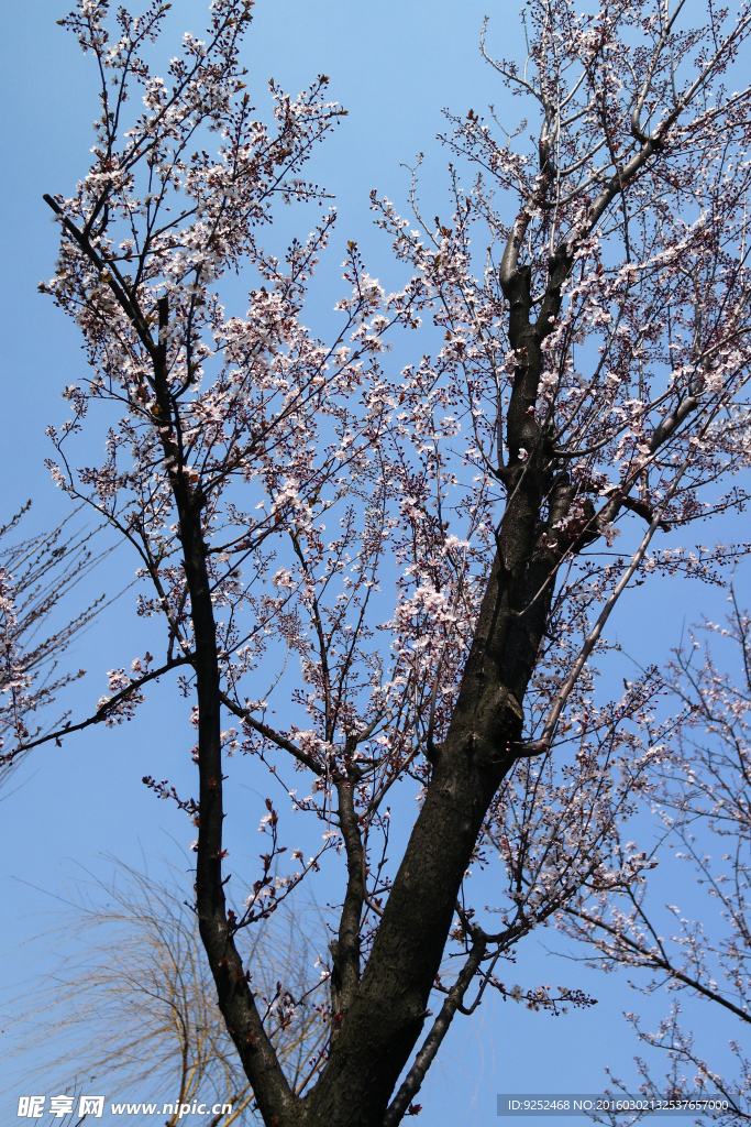 樱花树