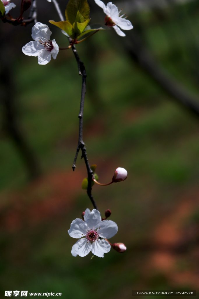 樱花