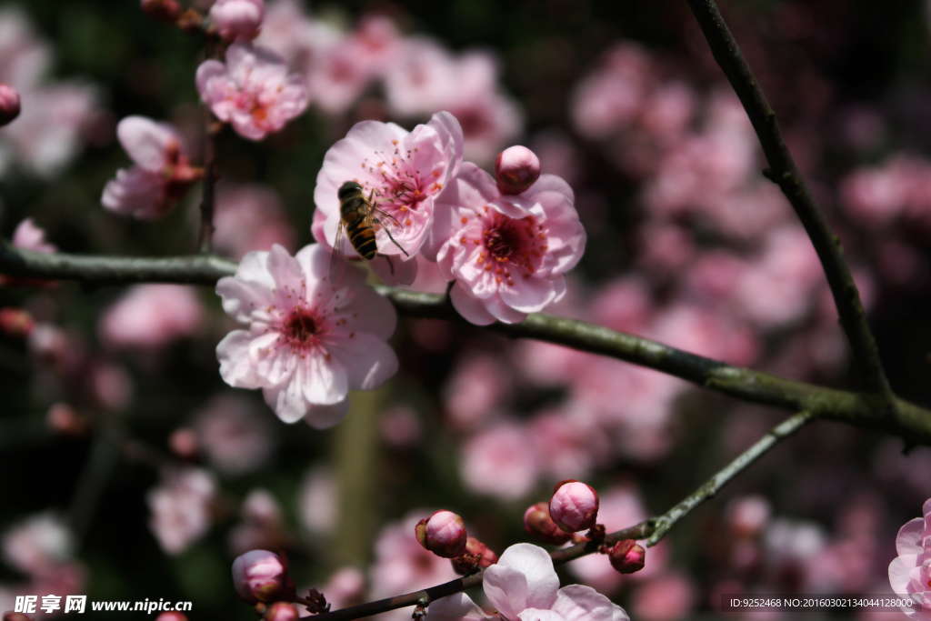 梅花