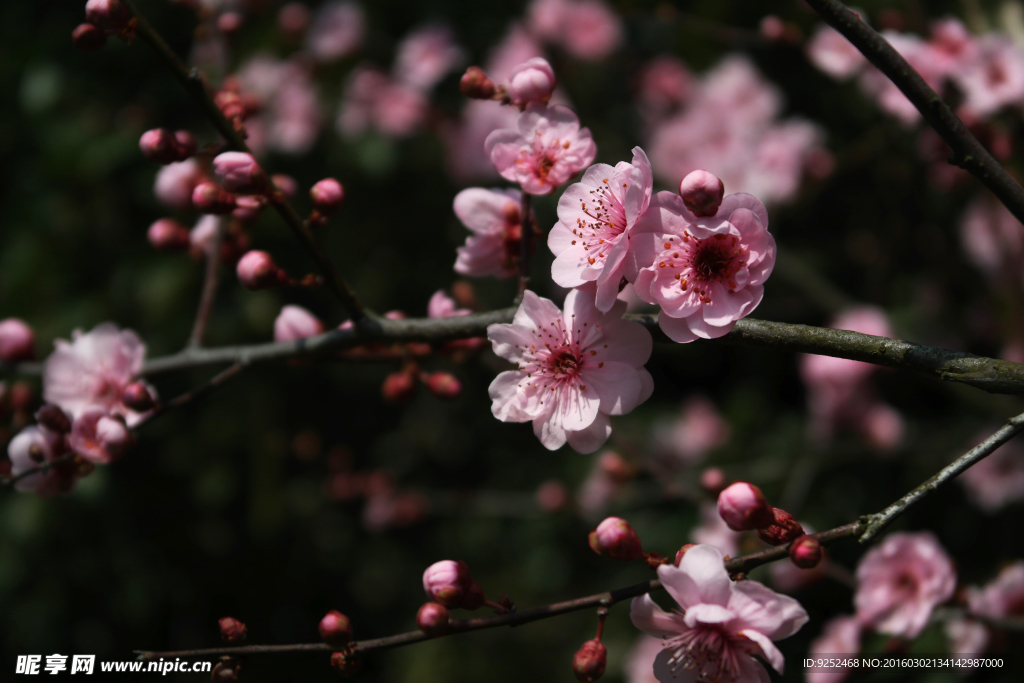梅花