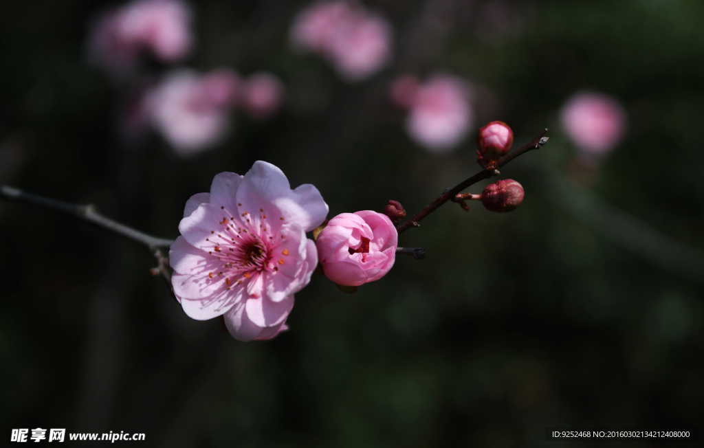 梅花