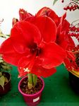花卉