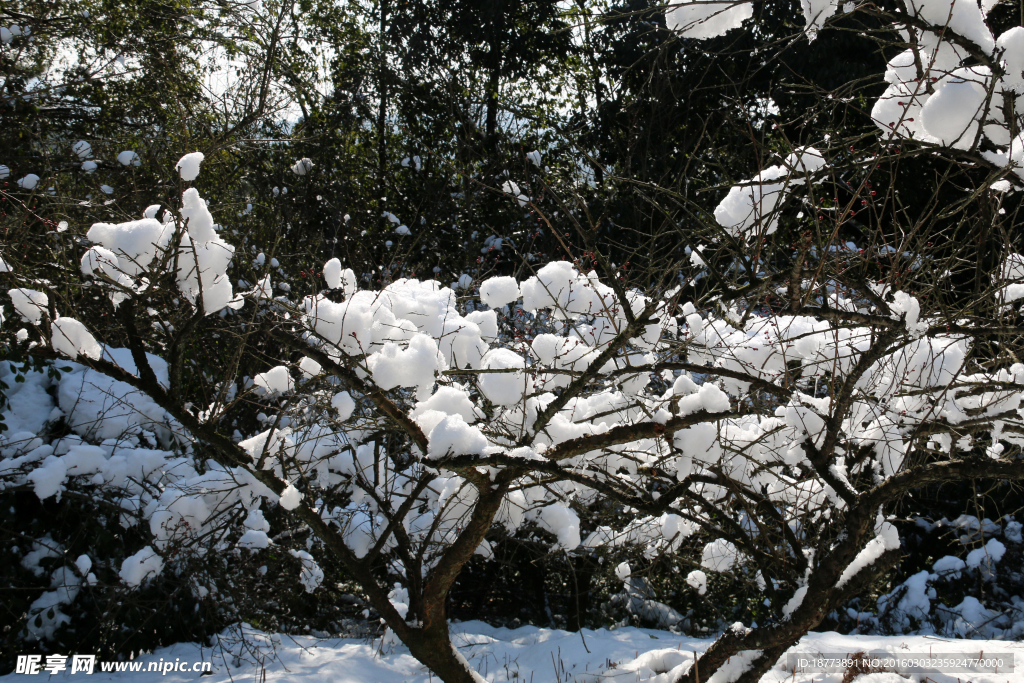 雪与梅