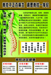 脊柱展板