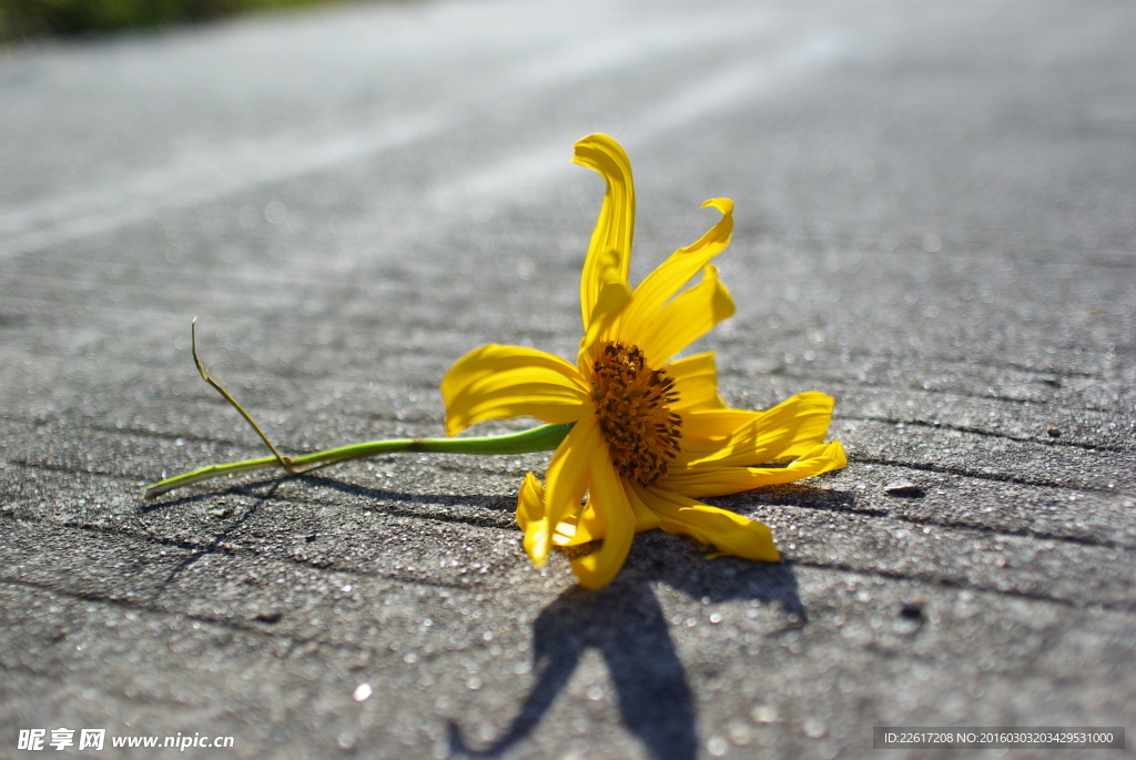 一朵花