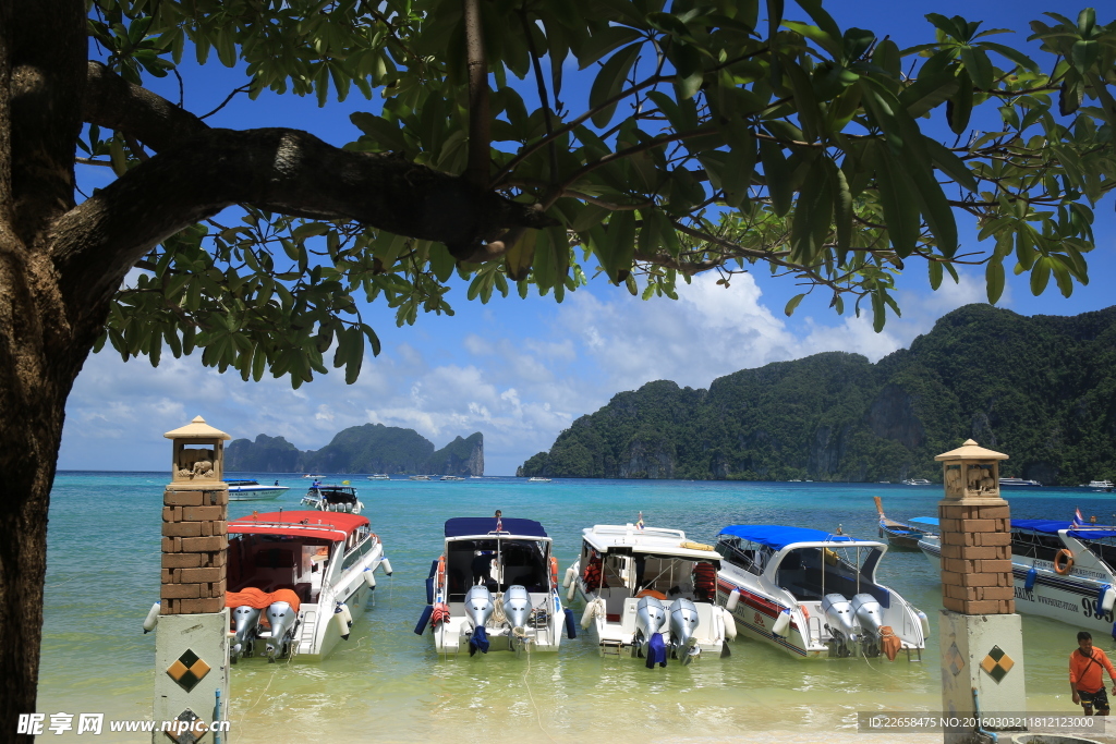 海边游轮大树