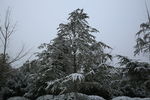 雪中的树