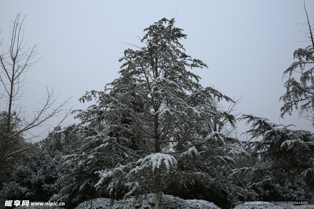 雪中的树