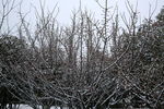 雪中的枯树枝