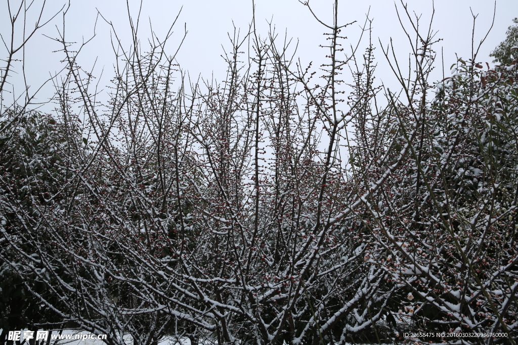 雪中的枯树枝