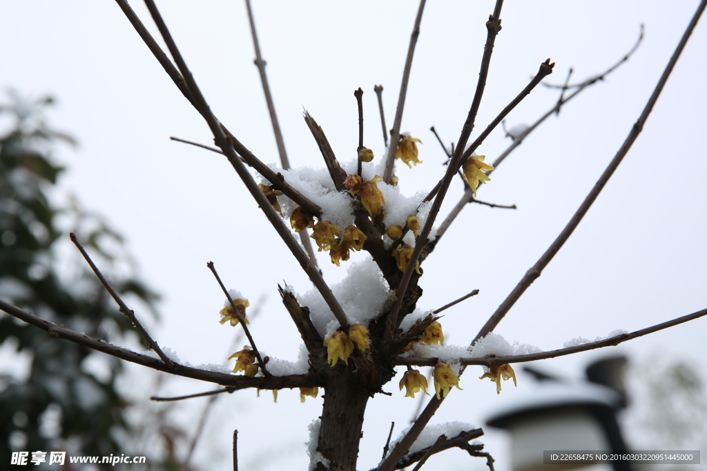 雪中的腊梅花树枝