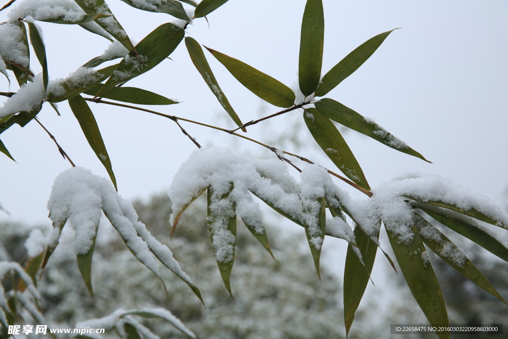 大雪竹叶树枝