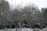 大雪中的树林