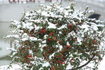 雪中红色野果