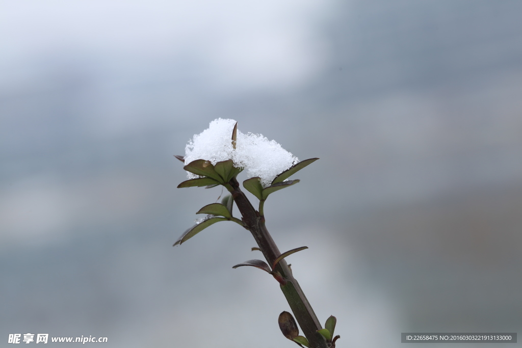 雪中树叶特写