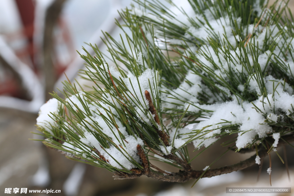 雪中植物特写素材