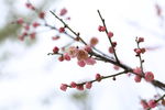 雪中的桃花