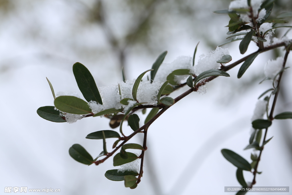 大雪压弯树枝