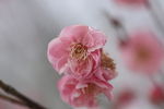 粉色桃花特写