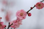 桃花特写素材