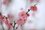 桃花特写