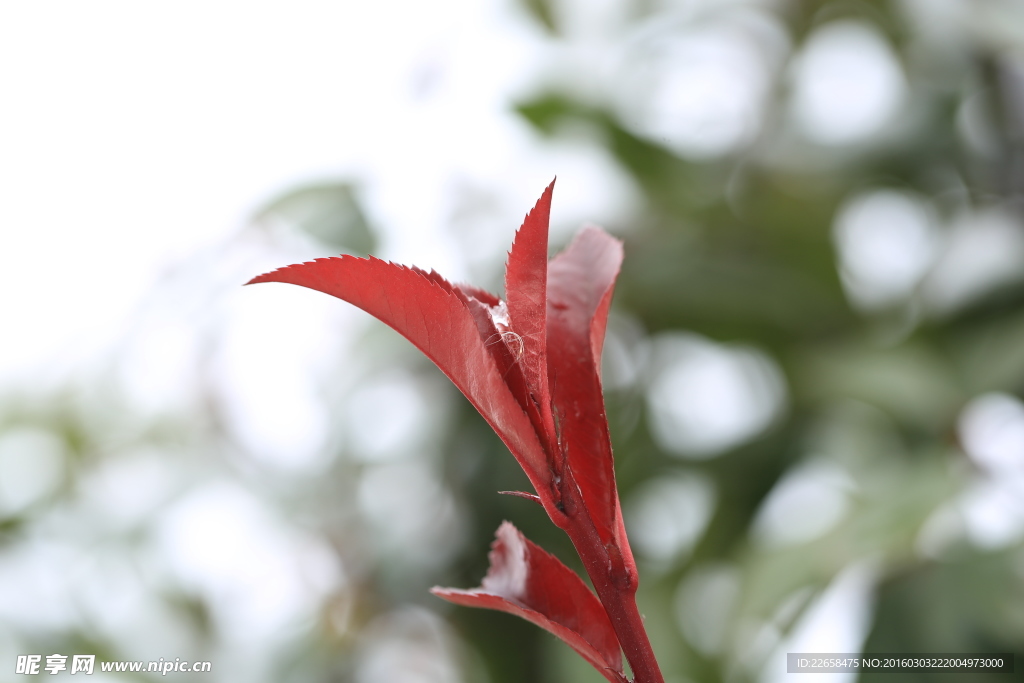 发芽树叶特写