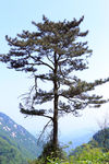 山上的树