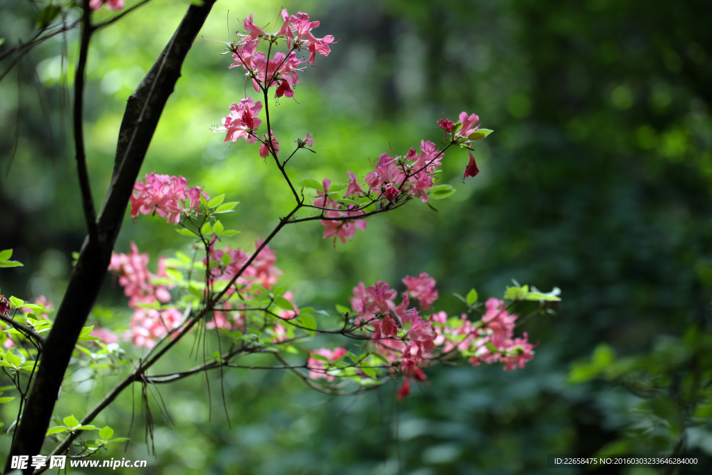杜鹃花素材