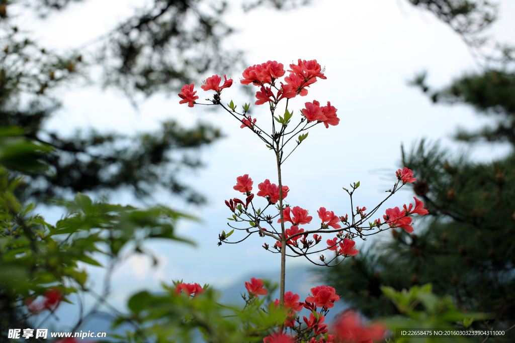 山林中杜鹃花