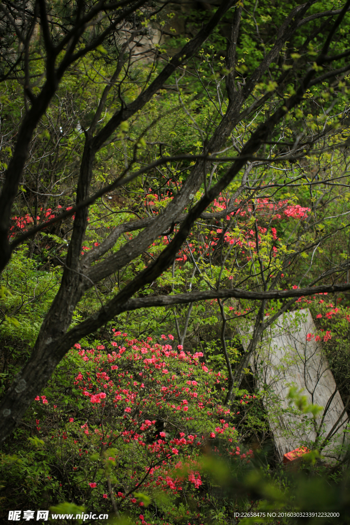 山上杜鹃花