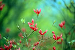 杜鹃花素材