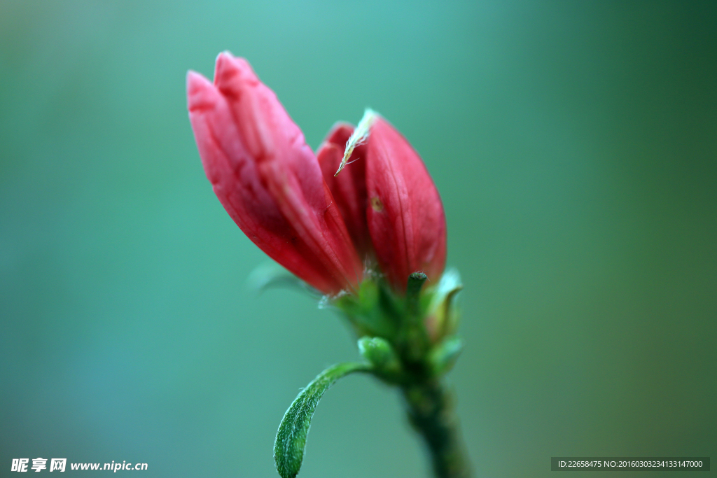 杜鹃花骨朵特写素材