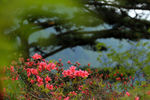 杜鹃花素材