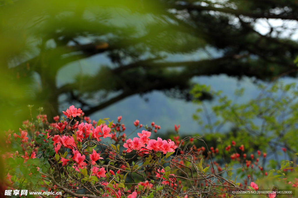 杜鹃花素材