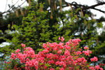 杜鹃花素材