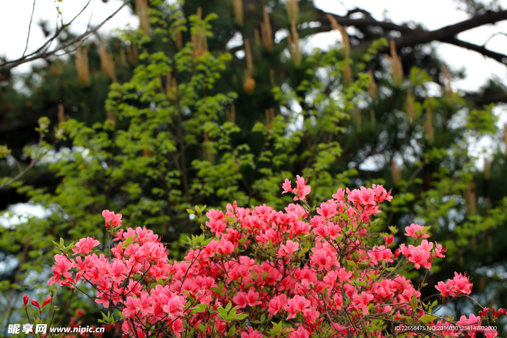 杜鹃花素材