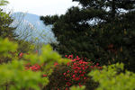 杜鹃花素材