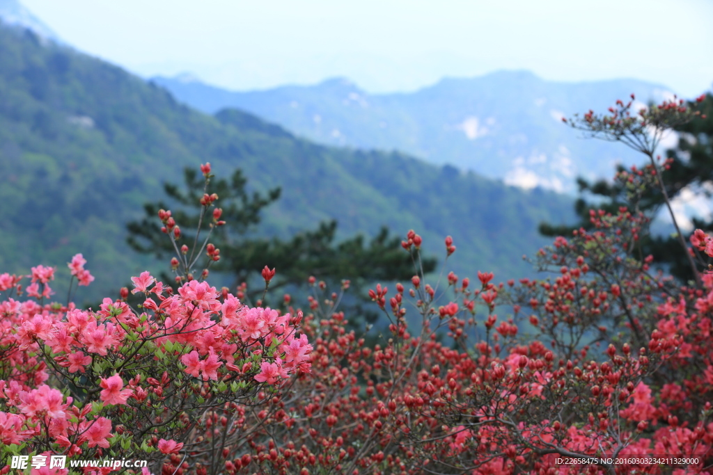 大片杜鹃花