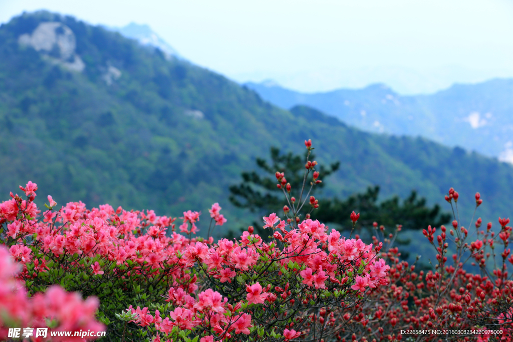 山林中杜鹃花