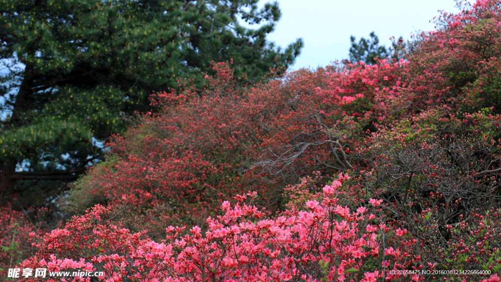 杜鹃花素材