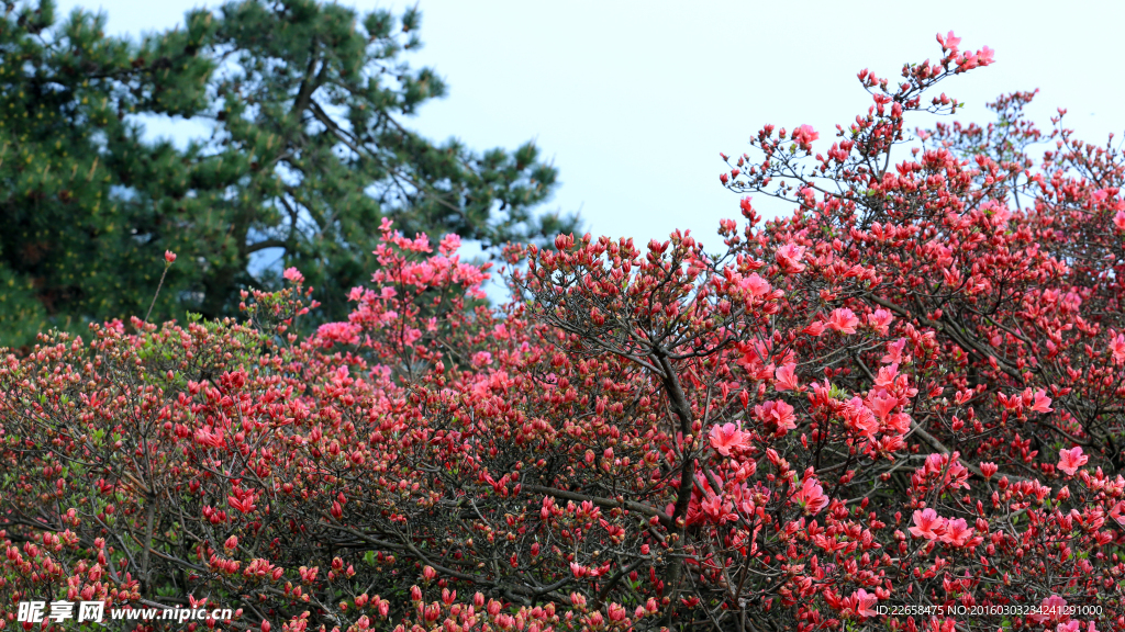 杜鹃花素材