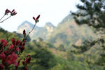 山中风景