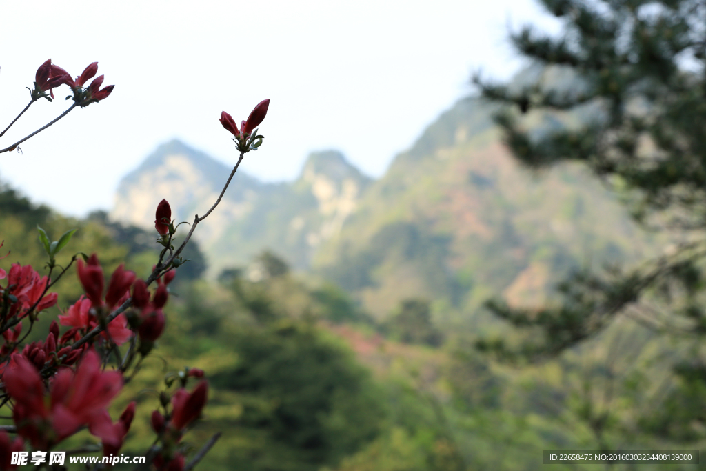 山中风景