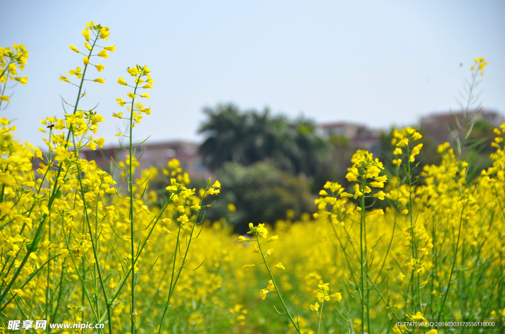 油菜花