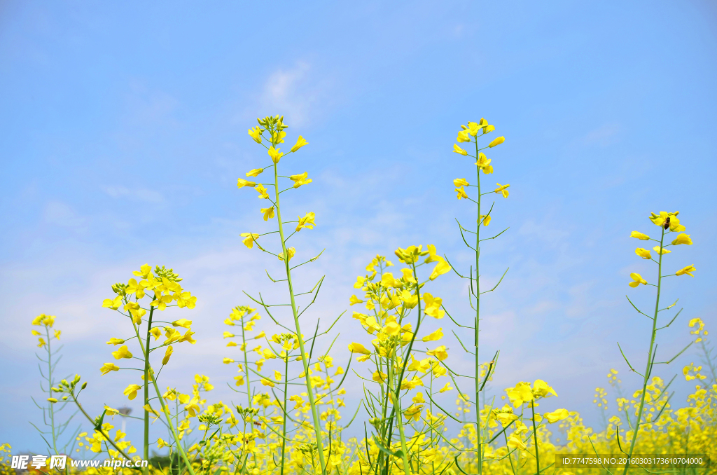 油菜花