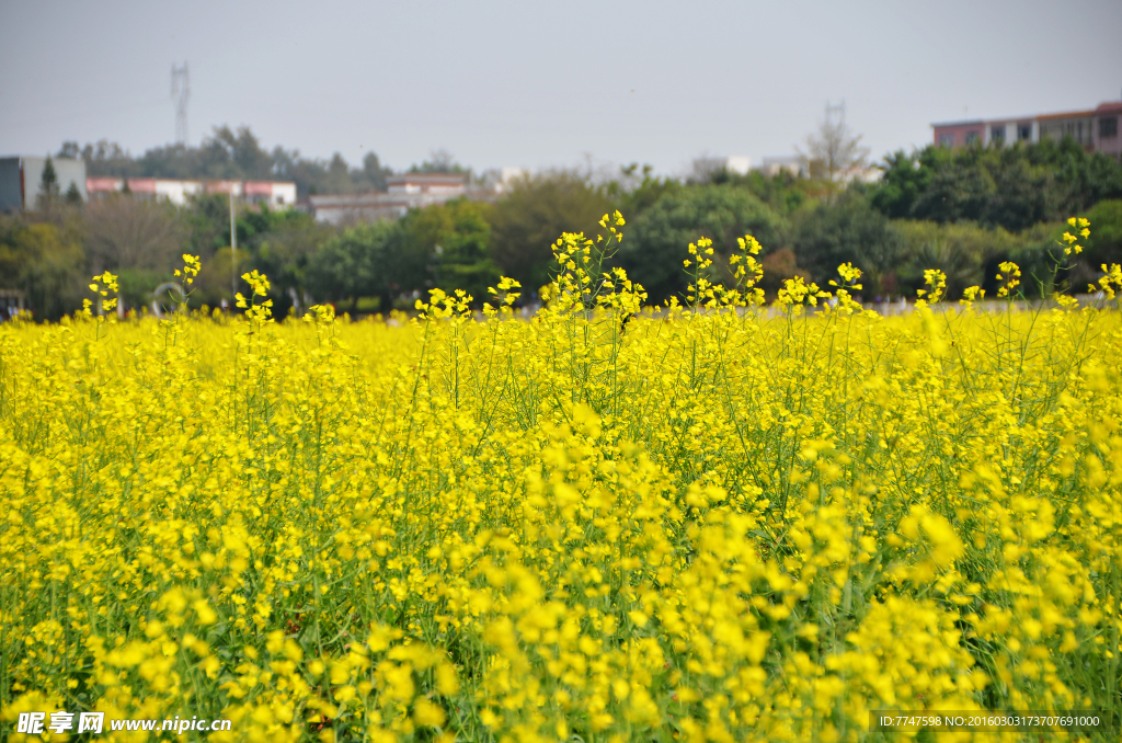 油菜花